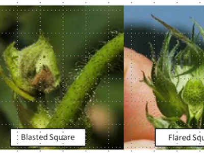 Four hazelnut bud close-ups labeled "Missing Square:", "Blasted Square", "Flared Square", "Dirty Square"