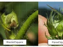 Four hazelnut bud close-ups labeled "Missing Square:", "Blasted Square", "Flared Square", "Dirty Square"