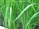 Young rice plants growing in wet soil/seedbed