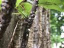 Tulip tree scales and white fluffy lady beetle larvae on a tulip poplar twig. Photo:SD Frank