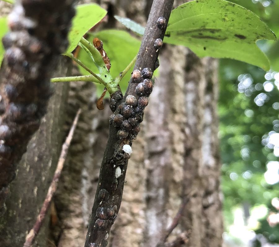 Natural Enemies in Disguise - Entomology