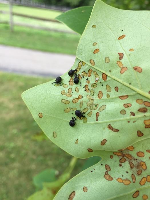 Yellow poplar weevils and damage on tulip poplar. Photo: SD Frank