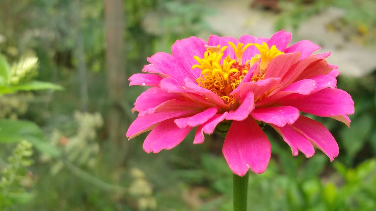 flower