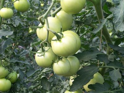 green tomatoes on a vine