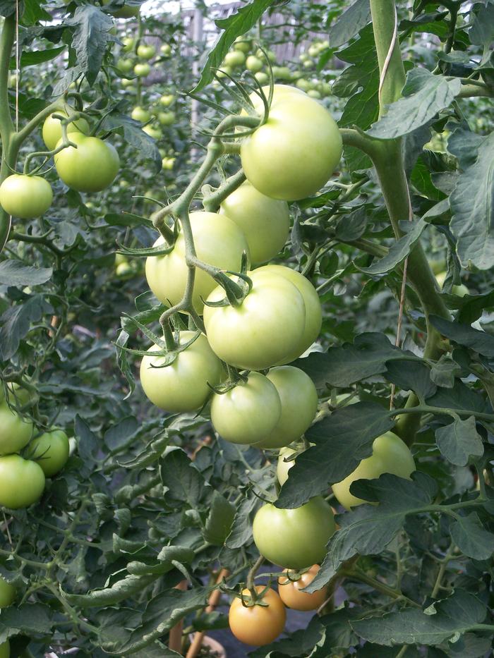 green tomatoes on a vine