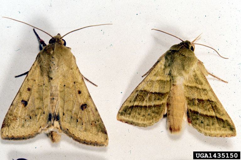 corn earworm moth and tobacco budworm moth