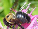 Carpenter bee