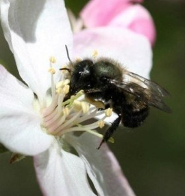 mason bee