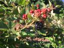 blackberries