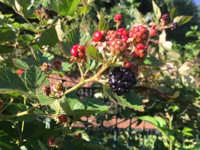blackberries