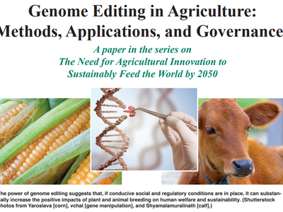 Genome Editing in Agriculture: Methods, Applications, and Governance with corn, DNA editing, calf