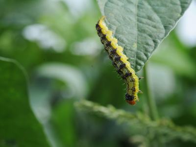 Yellow and black caterpillar hanging from the edge of a green leaf