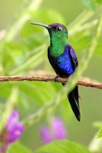 hummingbird