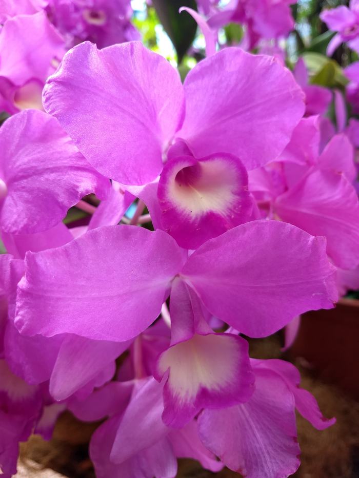 orchid