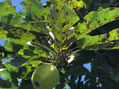 Glomerella Leaf Spot
