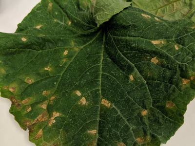 cucumber downy mildew