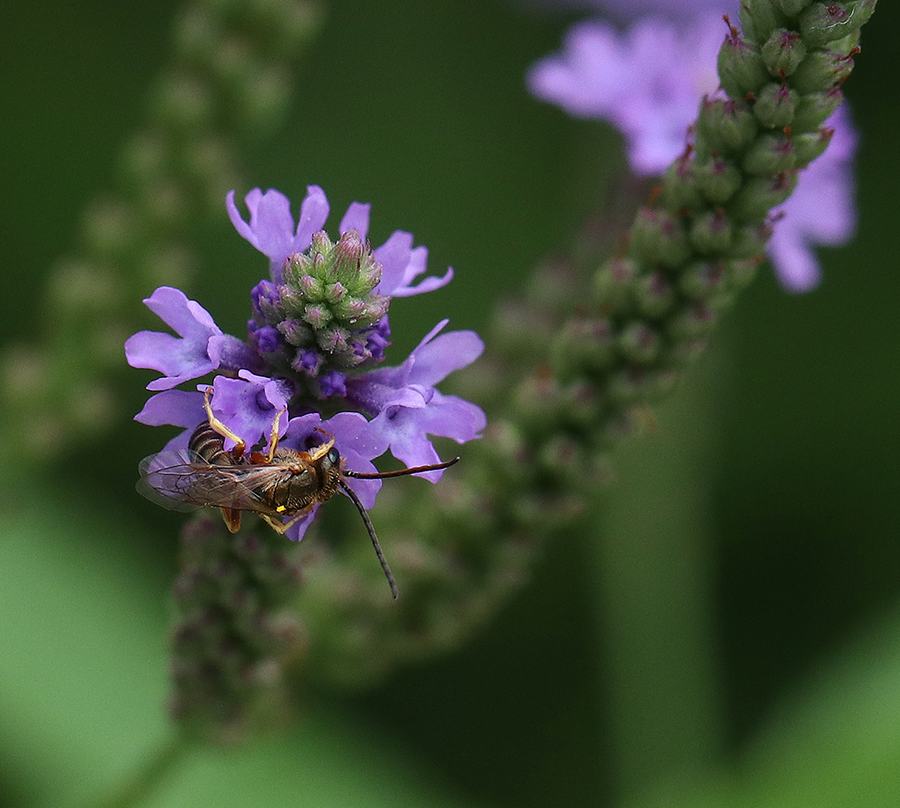 Small bees like this sweat bee like the tiny flowers of blue vervain (Verbena hastata)
