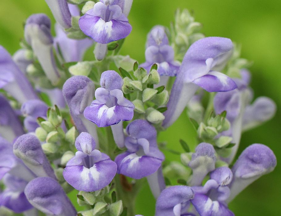 Hoary skullcap