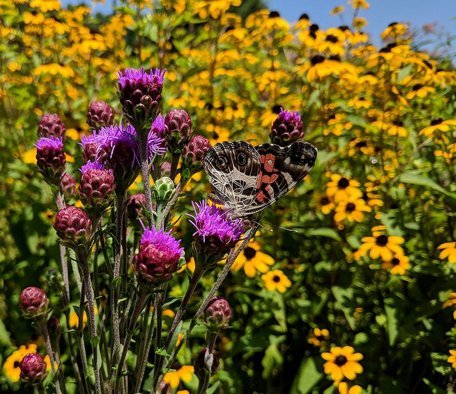 American lady butterfly on blazing star
