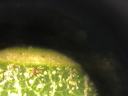 Oak spider mite (Oligonychus bicolor) and stippling damage on a pin oak leaf. Photo: SD Frank