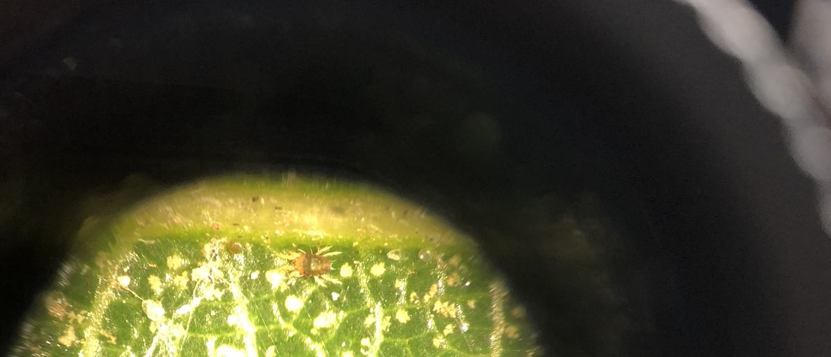 Oak spider mite (Oligonychus bicolor) and stippling damage on a pin oak leaf. Photo: SD Frank