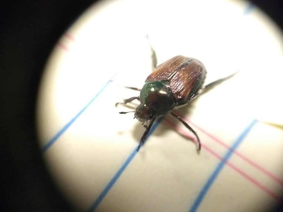 Japanese Beetle