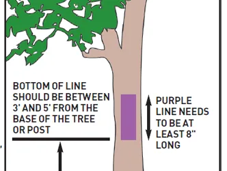 Example of how to post their protery as permission needed with purple paint on trees.