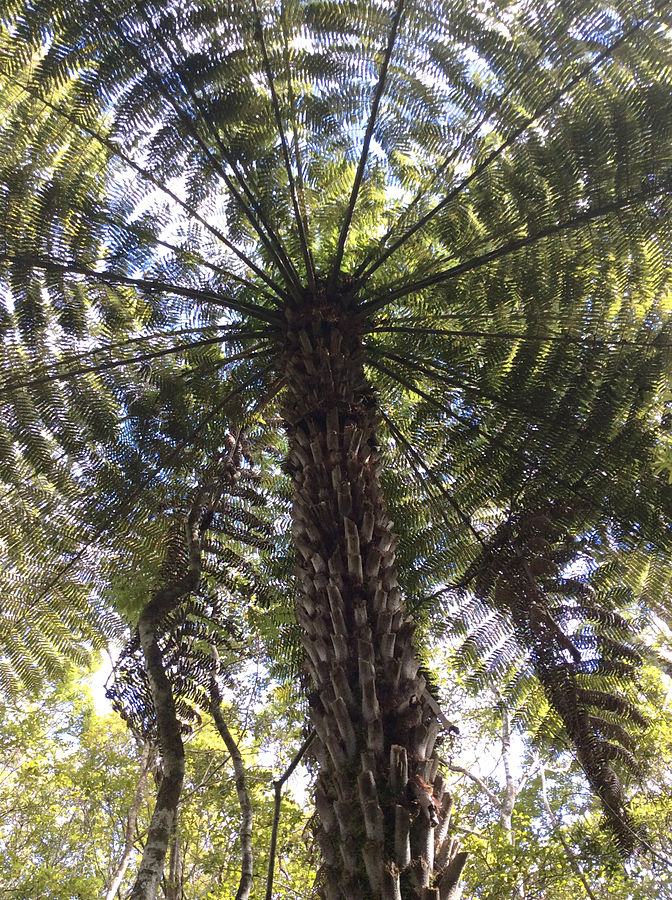 silver tree fern