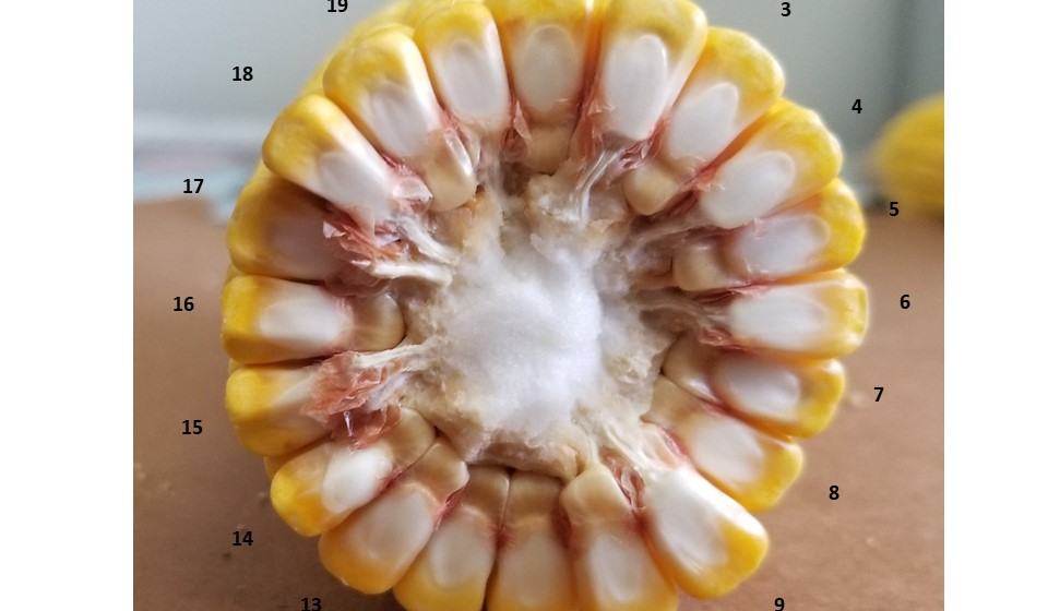 Using Kernel Counts to Estimate Corn Yield Potential - Corn | NC State ...