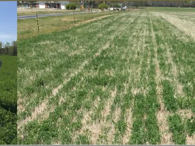 Images of planting fields