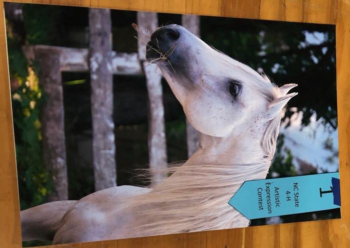 photo of white horse