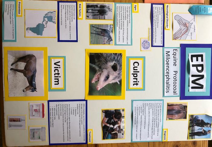 poster about equine protozoal miloencephalitis