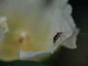 Striped small insect walking on the edge of a white flower petal