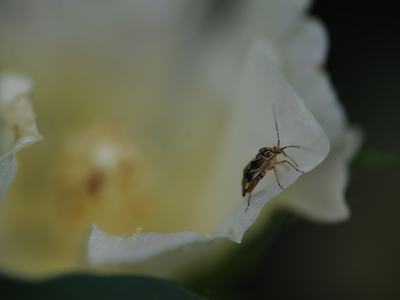Striped small insect walking on the edge of a white flower petal