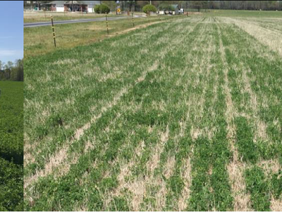 Images of a hay field