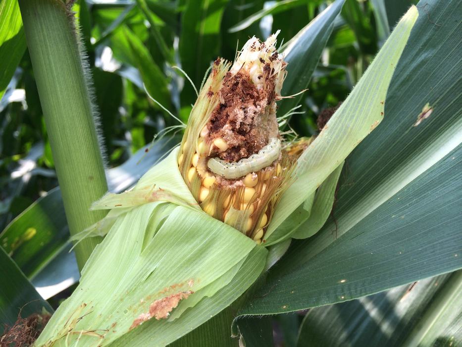 IMage of Corn earworm feeding in corn expressing Cry toxins