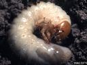 White grub