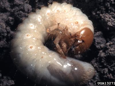 White grub