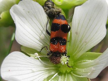Checkered beetle on a Venus flytrap blossom