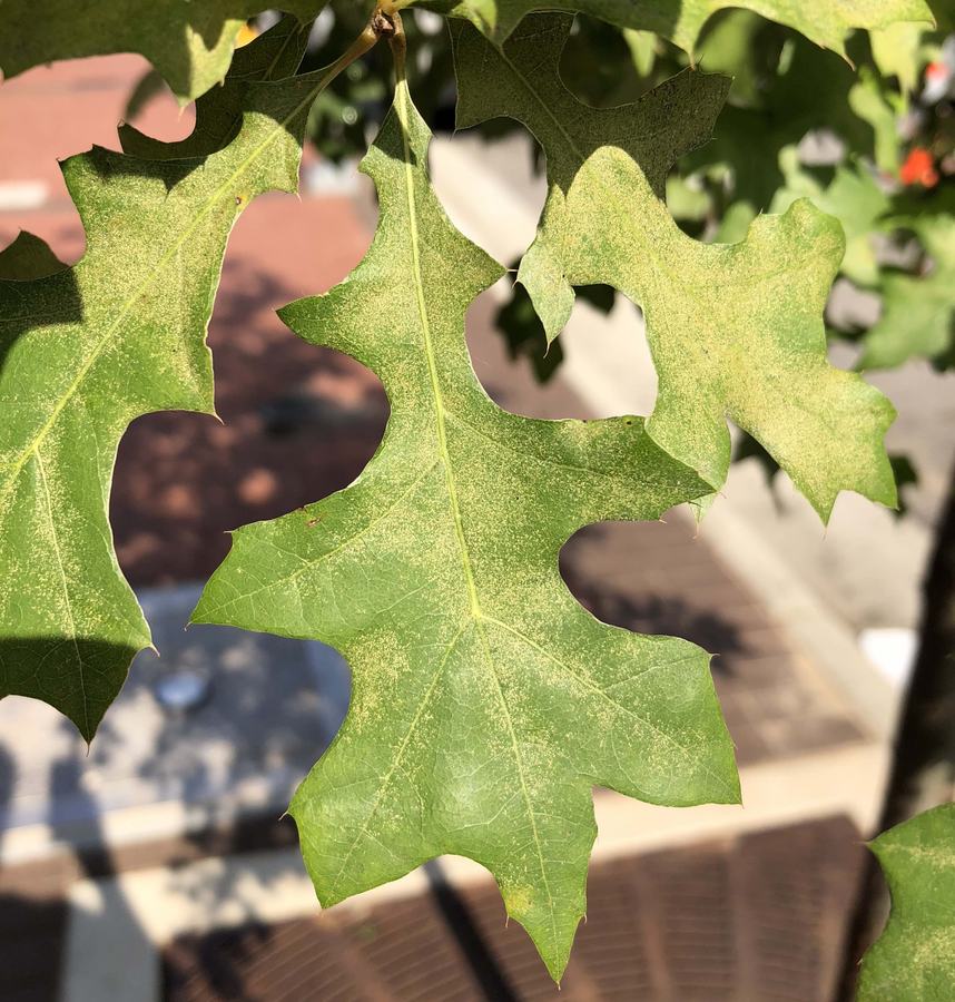 Stippling damage from oak spider mites on leaves of a street tree. Photo: SD Frank