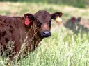 mage of a cow