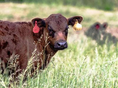 mage of a cow