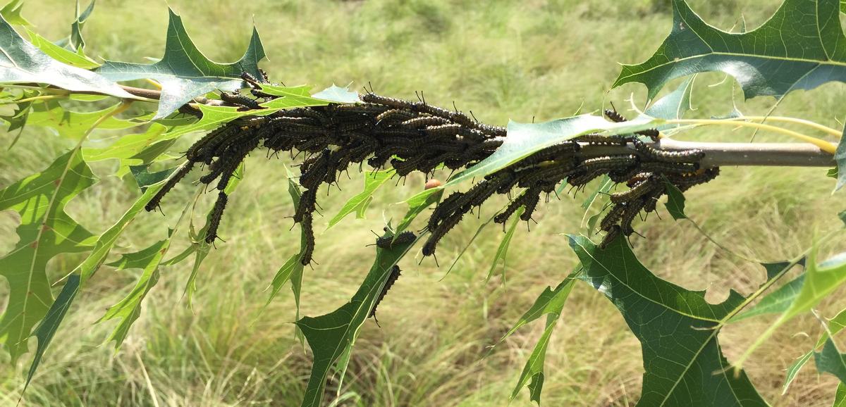 Orangestripped oakworm larvae feeding together on a branch. Photo: SD Frank