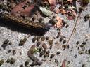 Late instar orangestripped oakworm larva on a sidewalk with frass. Photo: SD Frank