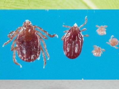 several life stages and views of longhorned tick