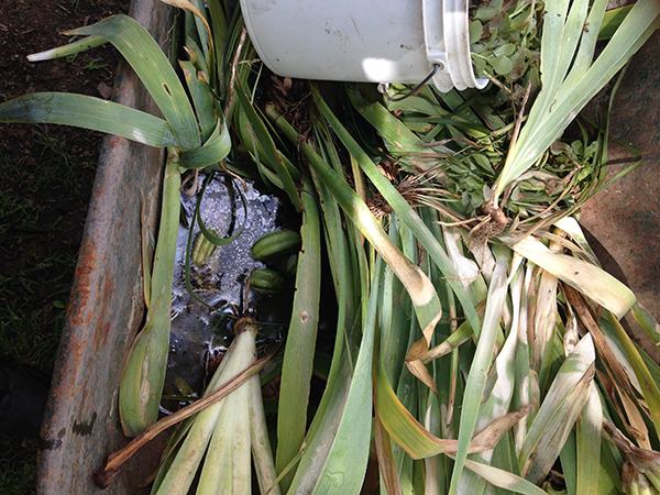 Wheel barrow with trapped rainwater and plant material 