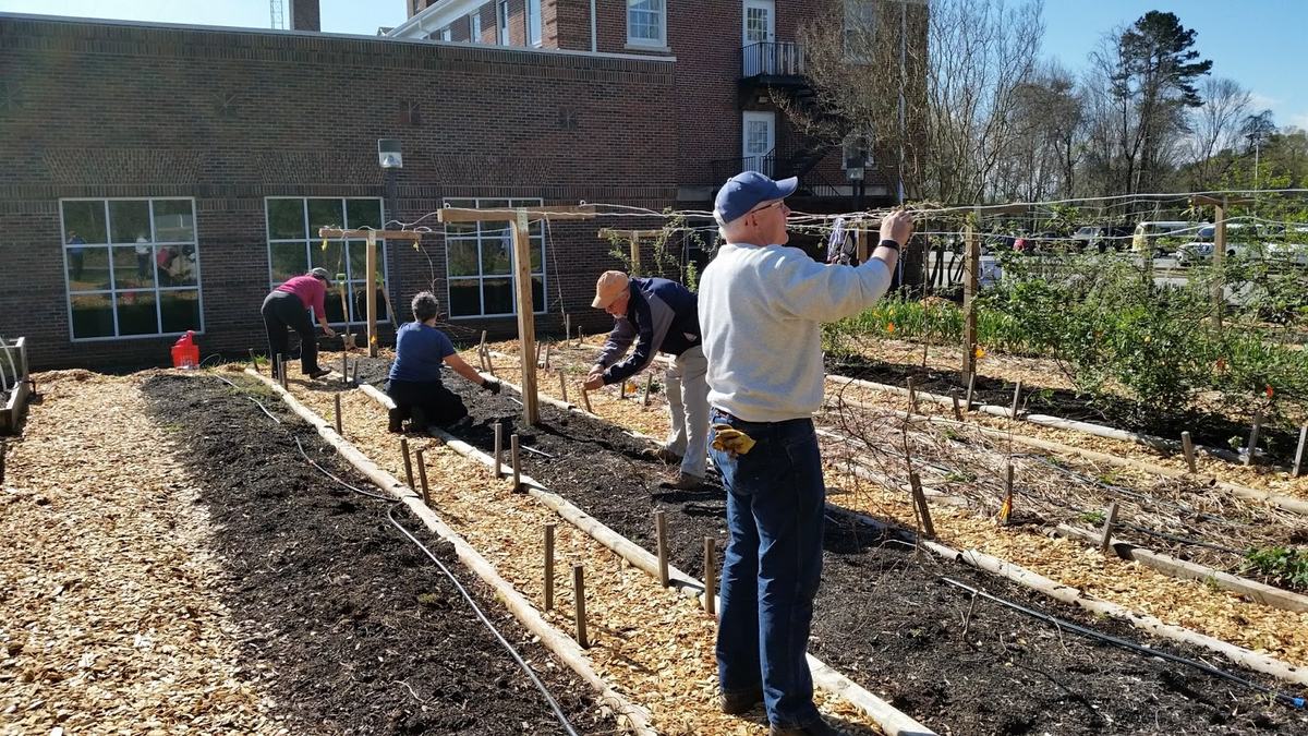 people setting up a trellis