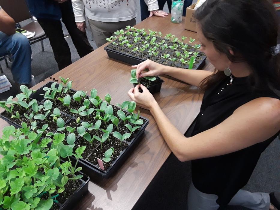 volunteers transplanting seedlings