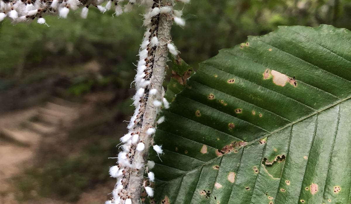 Beech Blight Aphids - Entomology | NC State Extension