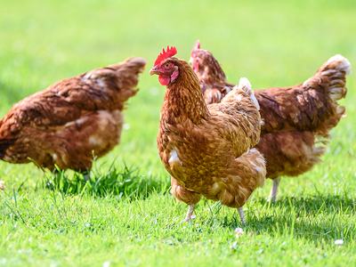 three brown chickens standing on grass